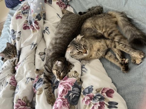 Çok Sevdiğim Kedime Acil Yuva Arıyorum