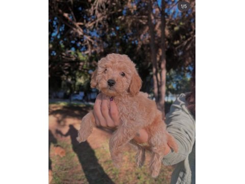 Fci Kif Şecereli Büyük Rusya Şampiyonu Baba Ve Tr Ch Anneden Poodle Yavruları