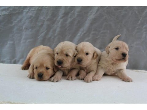 Bebek Suratlı Golden Retriever Yavrular