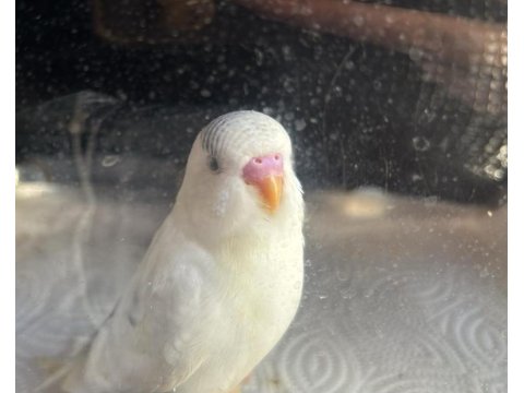 3 Aylık Erkek Muhabbet Kuşu