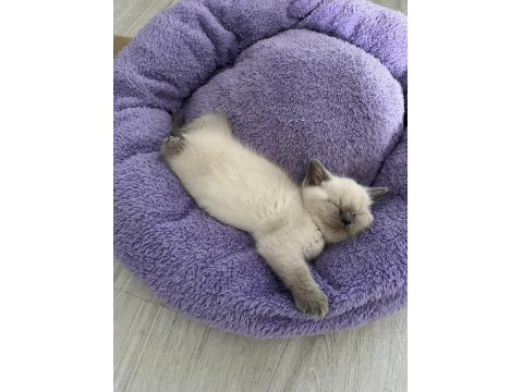2 Aylık British Shorthair Yavrular