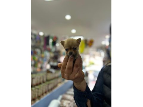 Teacup Bardak Boy Chihuahua Erkek Ve Dişi Yavrular