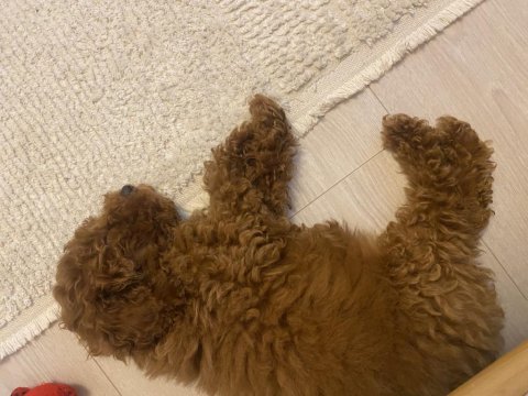 Teacup Sevimli Poodle 4 Aylık