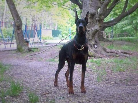 Eğitimli Doberman Yavruları Çiftlikten