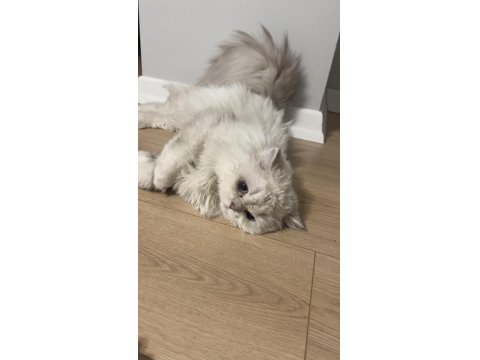 Oyuncu British Longhair Yavrumuz Cakır