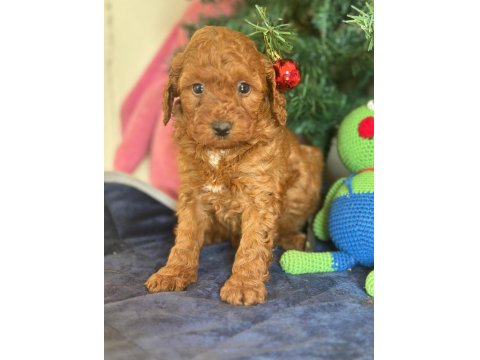 16 Yıllık İşletmeden Saf Kan Garantili Poodle Yavruları
