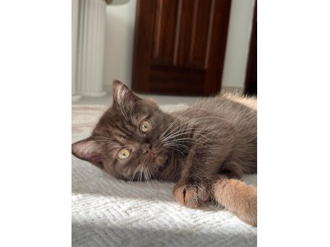 Chocolate British Shorthair