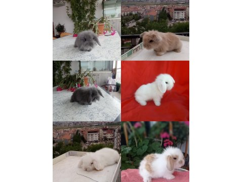 Cüce Ve Lop Irkı Tavşanlar Mevcuttur