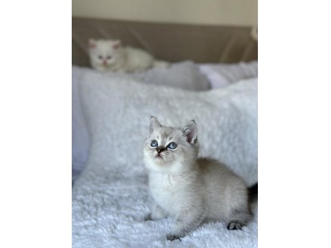 British Shorthair Blue Point Yavrum