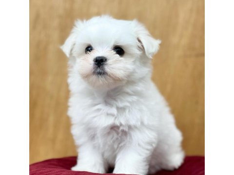 Dünya Tatlısı Maltese Yavruları