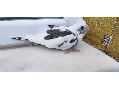 35 Günlük Sultan Papağanlarım Sahiplerine Bekliyor