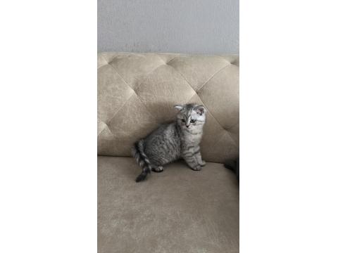 Safkan British Shorthair Ve Scottish Straight Yavrular