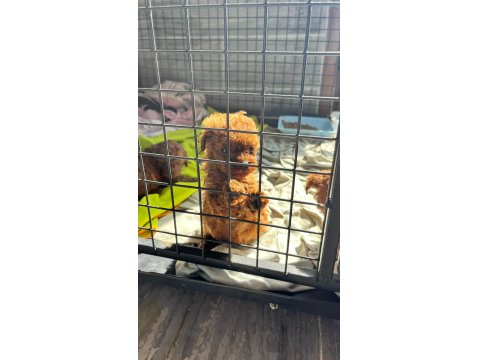 Kore Red-Brown Toy Poodle Yavrularımız