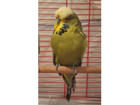 Show Jumbo Muhabbet Kuşu