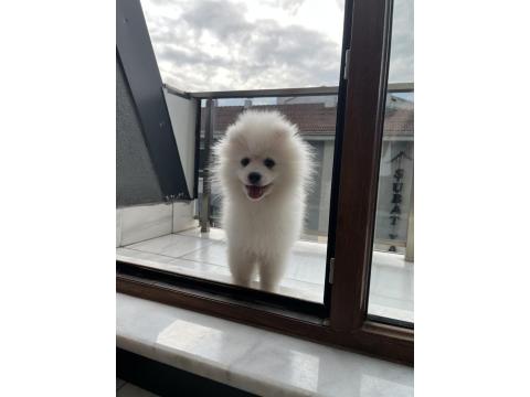 4 Aylık Erkek Pomeranian