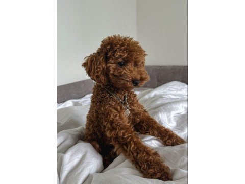 Muazzam Poodle Yani Daha Ne Denir Ki