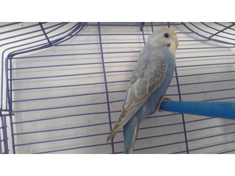 Rainbow Yavru Ve Anaç Muhabbet Kuşu