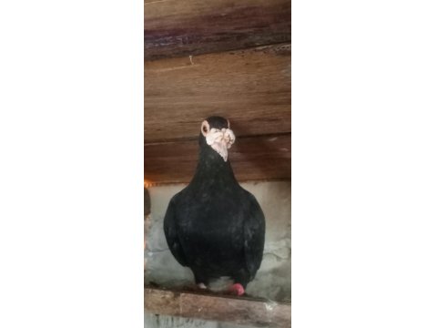 Sivas Keşlisi Güvercinler