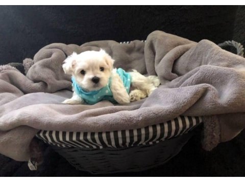 Irk Garantili Maltese Yavruları