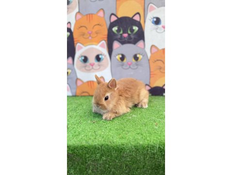 Cüce Tavşan Yavruları Gönderim Yapılır