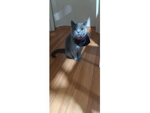 British Shorthair Kedimi Sahiplendirmek İstiyorum