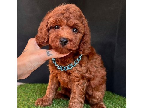 Safkan Toy Poodle Yavrularımız