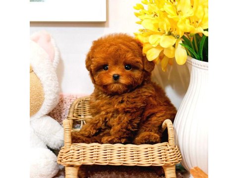 Toy Poodle Yavrularım (Ücretsiz Değildir)