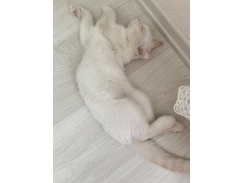 British Red Point Erkek Nadir Doğan Kedimiz