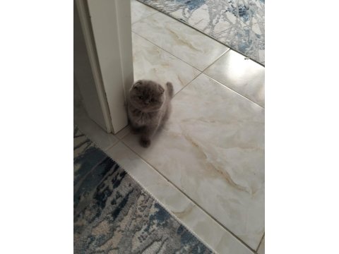 Scottish Fold Lilac Erkek
