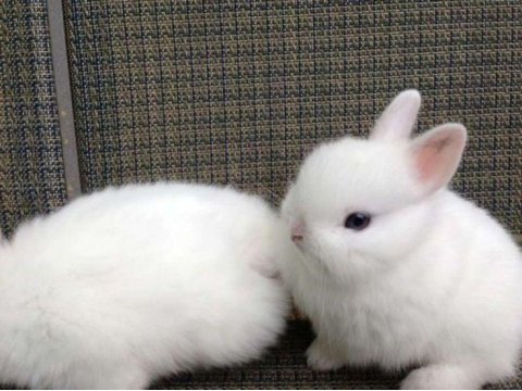 Sevimli Cüce Tavşan Yavru