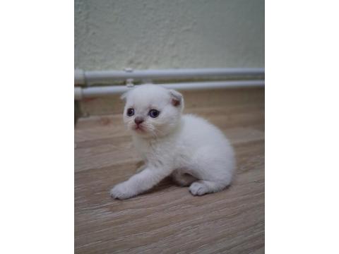 Oyuncu Scottish Fold Bebişler
