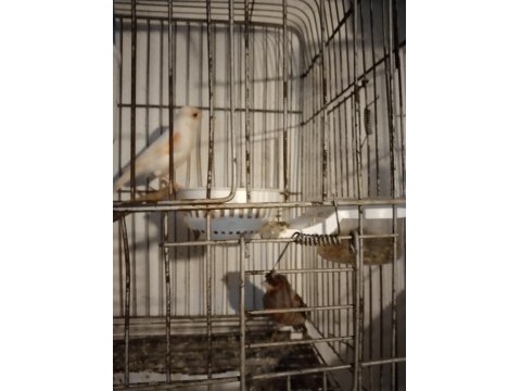 Her Tür Kanarya Vardır