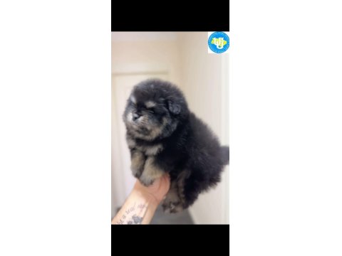 Ayı Surat Pomeranian Boo Son Erkek Yavrumuz