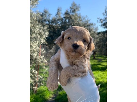 Maltipoo Yavrularımız