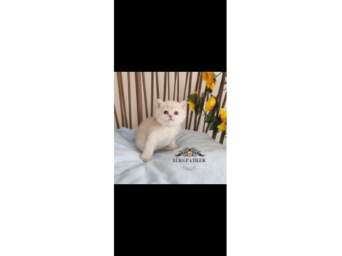 Altın Parlaklığında Golden British Shorthair