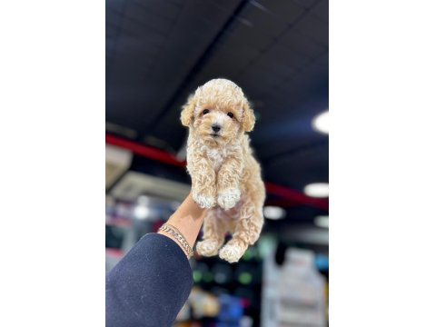 Orjinal Poodle Yavrumuz