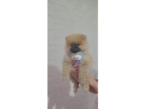 Sağlıklı Pomeranian Boo 2,5 Aylık