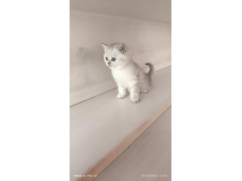 Scottish Lynx Point Dişi Kedimiz