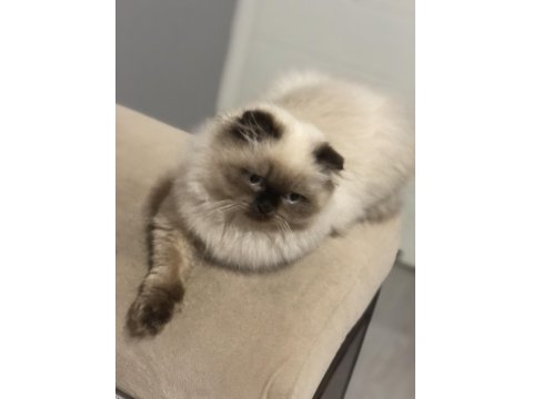 Sevimli Scottish Fold Kedisi