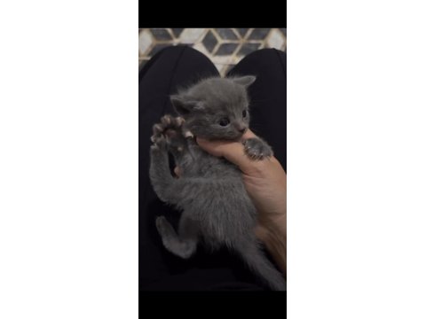 Kedimiz Yeni Sütten Kesildi