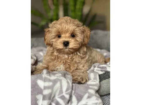 Mükemmel Maltipoo Yavrularımız