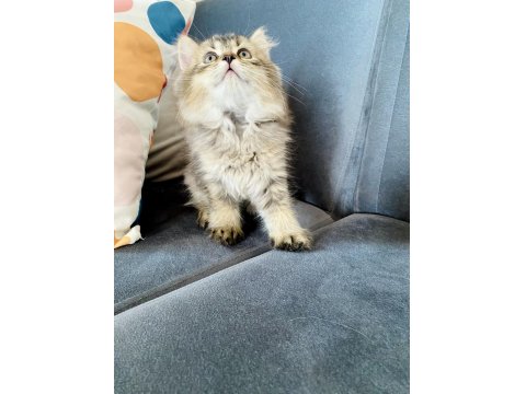British Shorthair Ve Longhair Safkan Yuvarlak Kafa Bebekler