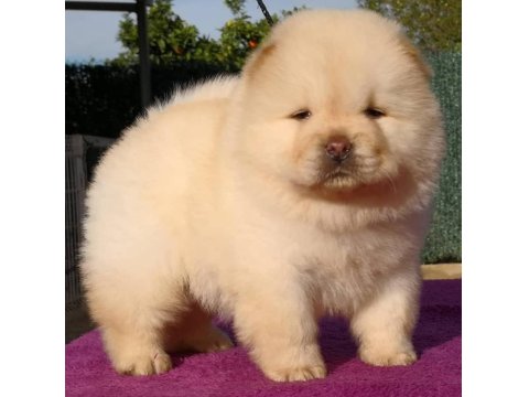 Çin Aslanı Köpeği Yavruları