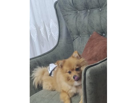 Eğitimli Pomeranian Köpeği