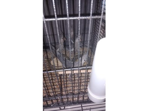 Yeni Yeme Düşen Sultan Papağanlar