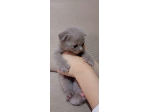 Yavru Scottish Kediler