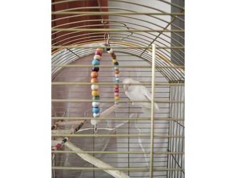 Acil Satılık Albino Cennet Papağanı