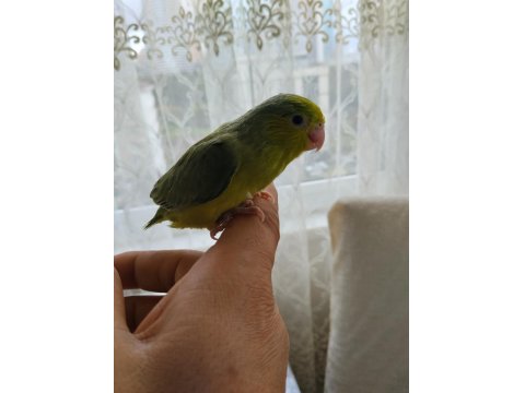 El Besleme Bebek Forpus