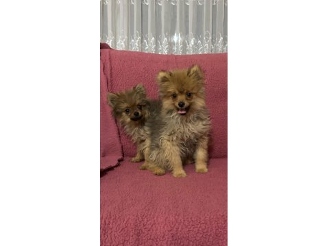 Minyatür Pomeranian Minnaklarım