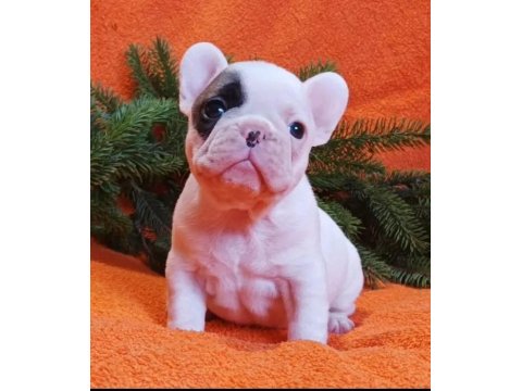 A Kalite Fransız Bulldog Yavrularımız